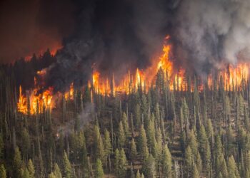 feux de forêts / pompiers / gscf