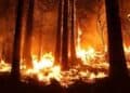Feux de forêt / réchauffement climatique / changements climatiques