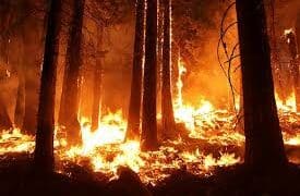 Feux de forêt / réchauffement climatique / changements climatiques